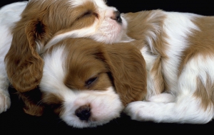 Cavalier King Charles Spaniel Puppies Sleeping Cavalier King Charles Spaniel Puppies Sleeping