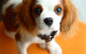 Cavalier King Charles Spaniel Pictures Cavalier King Charles Spaniel Pictures