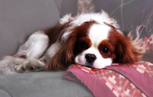 Cavalier King Charles Spaniel Wallpaper Cavalier King Charles Spaniel Wallpaper