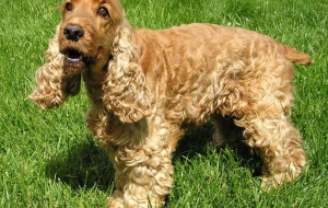 Cocker Spaniel 4K Cocker Spaniel 4K