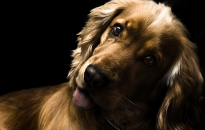 Cocker Spaniel Computer Wallpaper Cocker Spaniel Computer Wallpaper