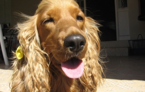 Cocker Spaniel Desktop Cocker Spaniel Desktop