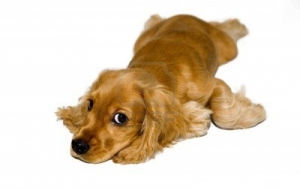 Cocker Spaniel HD Desktop Cocker Spaniel HD Desktop