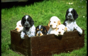 Cocker Spaniel HD Wallpaper Cocker Spaniel HD Wallpaper