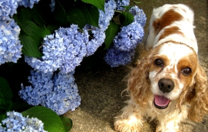 Cocker Spaniel High Definition Cocker Spaniel High Definition