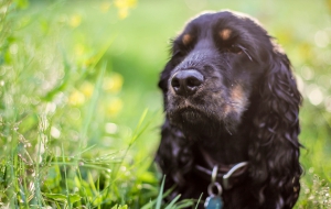 Cocker Spaniel For Desktop Cocker Spaniel For Desktop