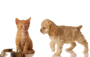 Cocker Spaniel Full HD Cocker Spaniel Full HD