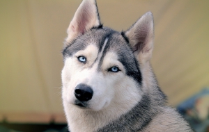 Husky Desktop Husky Desktop