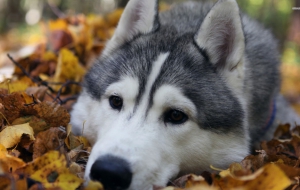 Husky HD Background Husky HD Background