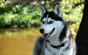 Husky HD Wallpaper Husky HD Wallpaper