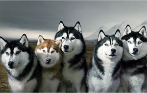 Husky High Definition Wallpapers Husky High Definition Wallpapers