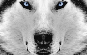 Husky Pictures Husky Pictures