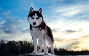 Husky Wallpaper Husky Wallpaper