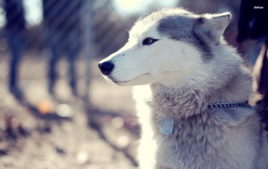 Husky Wallpapers HD Husky Wallpapers HD