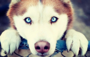 Husky Widescreen Husky Widescreen