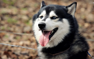 Husky Full HD Husky Full HD