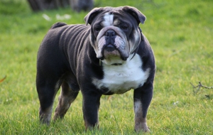 Old English Bulldog Full HD Old English Bulldog Full HD