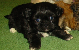 Peekapoo HD Peekapoo HD