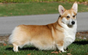 Pembroke Welsh Corgi HD Pembroke Welsh Corgi HD