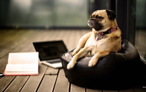 Pug HD Desktop Pug HD Desktop