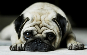 Pug Wallpapers HD Pug Wallpapers HD