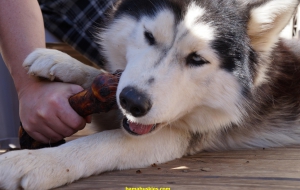 Siberian Husky 4K Siberian Husky 4K