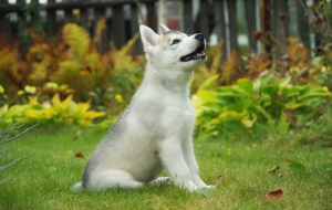 Siberian Husky Background Siberian Husky Background