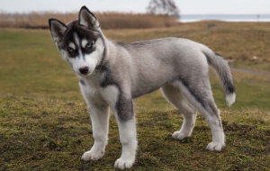 Siberian Husky Computer Wallpaper Siberian Husky Computer Wallpaper