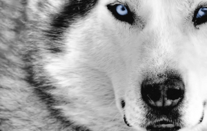 Siberian Husky HD Background Siberian Husky HD Background