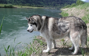 Siberian Husky HD Desktop Siberian Husky HD Desktop