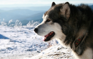 Siberian Husky HD Wallpaper Siberian Husky HD Wallpaper