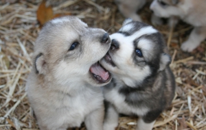 Siberian Husky High Definition Siberian Husky High Definition