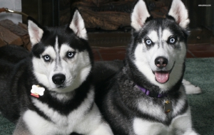 Siberian Husky High Definition Wallpapers Siberian Husky High Definition Wallpapers