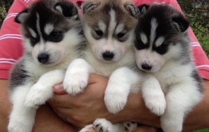 Siberian Husky High Quality Wallpapers Siberian Husky High Quality Wallpapers