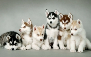 Siberian Husky Pictures Siberian Husky Pictures