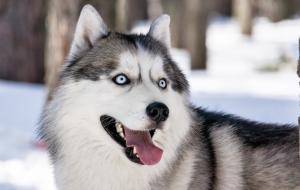 Siberian Husky Wallpaper Siberian Husky Wallpaper