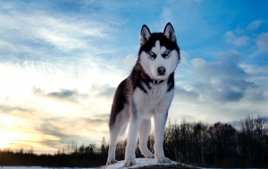 Siberian Husky Wallpapers Siberian Husky Wallpapers