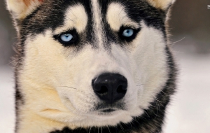 Siberian Husky Widescreen Siberian Husky Widescreen