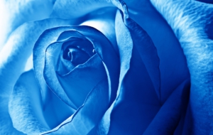 Blue Flower Widescreen Blue Flower Widescreen