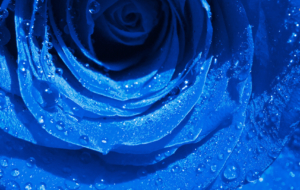 Blue Rose HD Blue Rose HD