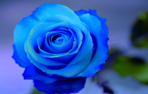 Blue Rose Images Blue Rose Images