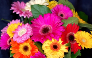 Gerbera High Quality Wallpapers Gerbera High Quality Wallpapers