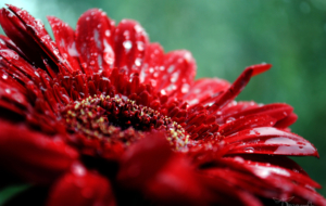 Gerbera Images Gerbera Images