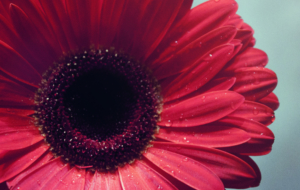 Gerbera Photos Gerbera Photos