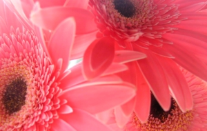 Gerbera Full HD Gerbera Full HD