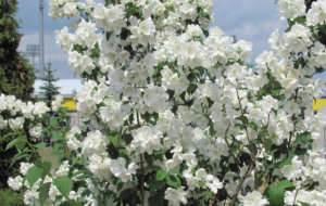 Jasmine HD Wallpaper Jasmine HD Wallpaper