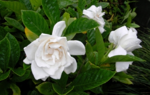 Jasmine High Definition Jasmine High Definition