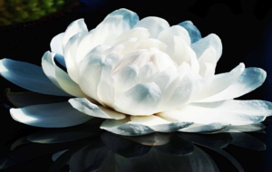 Lotus Computer Wallpaper Lotus Computer Wallpaper