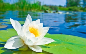 Lotus HD Background Lotus HD Background