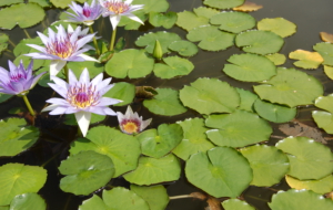 Lotus HD Desktop Lotus HD Desktop